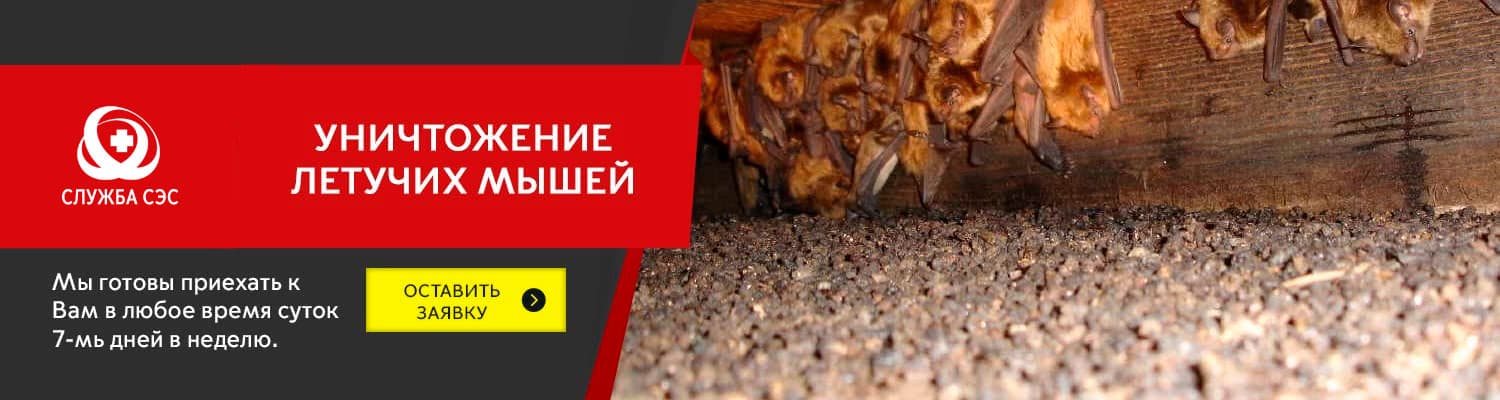 Уничтожение летучих мышей в Дедовске